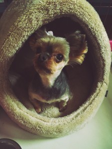 12281850_1647560098826283_1093845537_o