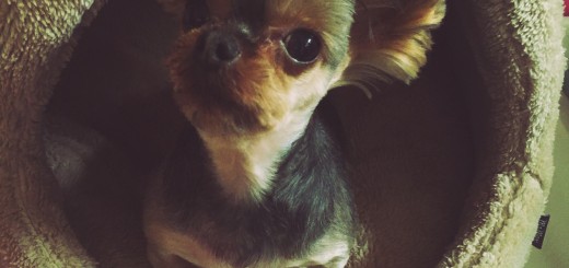 12281850_1647560098826283_1093845537_o