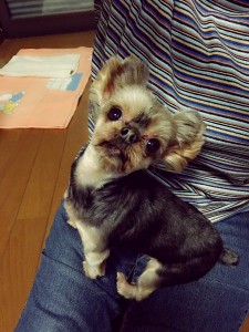 12295759_1648761005372859_395591525_o