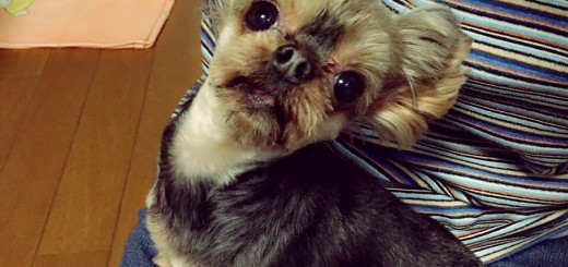 12295759_1648761005372859_395591525_o